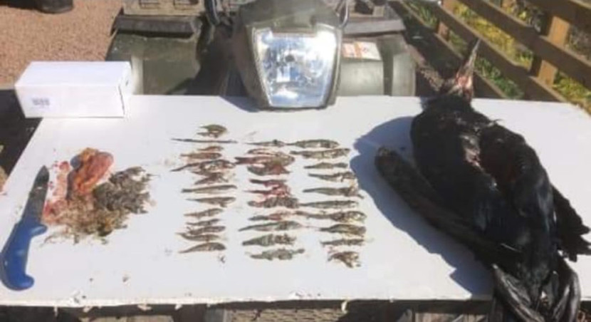 Cormorant autopsy